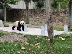 -卧龙中华大熊猫苑神树坪基地