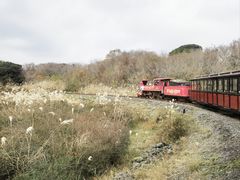 -济州森林小火车生态公园