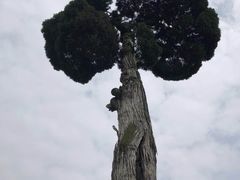 -五祖寺