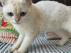 -福懋动物医院·犬猫全科·外科·重症科(杏林分院)