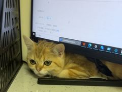 -宠颐生猫科·内科皮肤科(西平世纪城店)