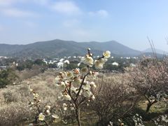 -香雪海