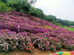 -松山湖梦幻百花洲