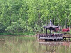 -合肥滨湖国家森林公园