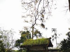 -南山植物园