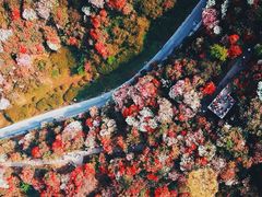 -贵州百里杜鹃风景名胜区