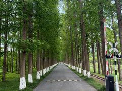 -黄海国家森林公园