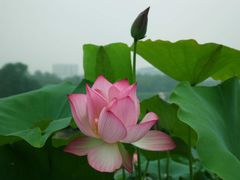 -莲花池公园