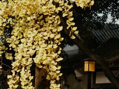 -温江公园