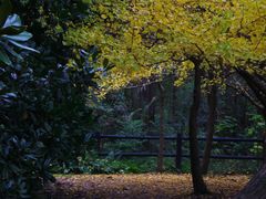 -上海共青森林公园