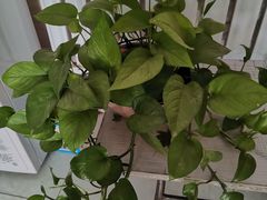 -汉堡王(房山绿地缤纷城店)