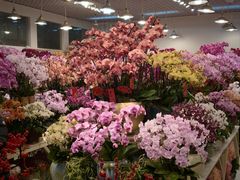 -双季花艺园艺市场(浦东店)