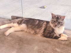 -瞄一喵猫咖(格力海岸店)