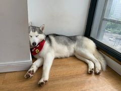 -Husky Go! 哈士奇体验馆·宠物咖啡厅狗咖