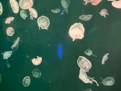 -上海海洋水族馆