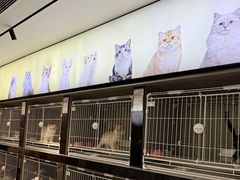 -翊宠yipet猫狗购宠庄园犬舍•猫舍