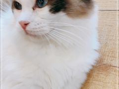 -Let's go狗咖·猫咖·奶狗·桌游(春熙路IFS店)