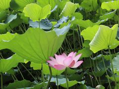 -荔湾湖公园