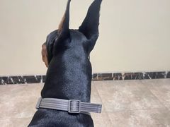 -美联众合动物医院·24h转诊中心