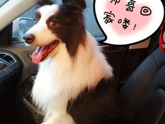 -PETKIT小佩宠物(古北店)