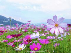 -木洞河街