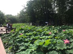-莲湖公园
