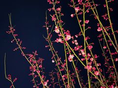 -青果巷历史文化街区