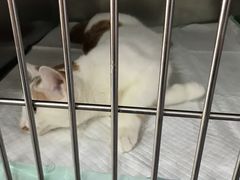 -爱侣宠医·鹦鹉专科·小型哺乳类·异宠专科(灵石路店)