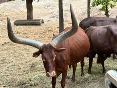 -清迈夜间动物园