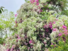 -深圳国际园林花卉博览园