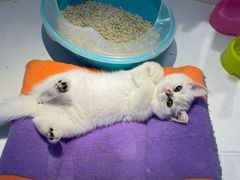 -龟与熊猫宠物公园(南坪店)