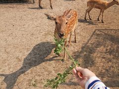 -北京麋鹿生态实验中心