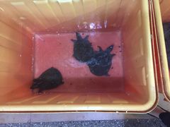 -荔城生鲜盛宴(番禺旗舰店)
