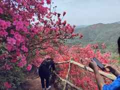 -木兰云雾山