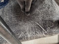 -瑞派长江宠物医院·猫科·外科·24小时夜护(谊城公寓分院)
