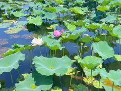 -荷塘月色湿地公园·向阳花洲