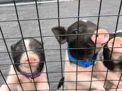 -前小桔亲子创意农场·草莓采摘·露营烧烤