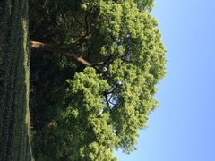 iphone_upload_pic-西湖风景区十里琅珰-五云山