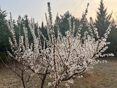 -永定河休闲森林公园