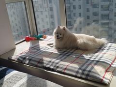 -达爱动物医院·犬猫分区·CT·复杂眼科(远洋山水分院)