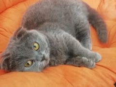 -鼓捣猫呢主题猫咖店