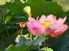 -陈家山荷花公园