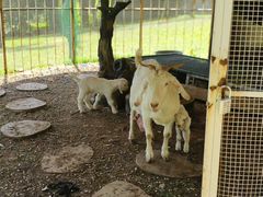 -福建鲤鱼洲酒店