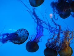 -太平洋海底世界