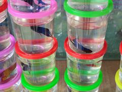 -桂林市花鸟市场