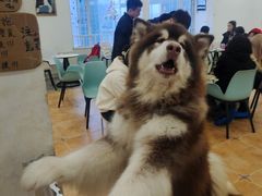 -Let's go狗咖·猫咖·奶狗·桌游(春熙路IFS店)