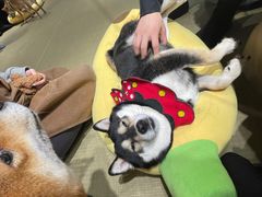 -逗柴咖啡屋·狗咖猫咖宠物桌游