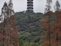 -黄贤森林公园