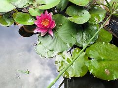 -蘇河湾·新鲁菜·泰山宴(泰山店)