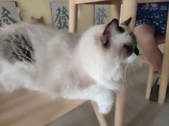 -楼上猫咖(罗湖店)